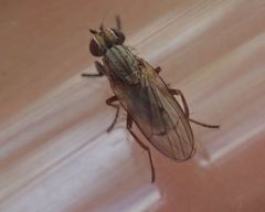 Pherbellia cinerella