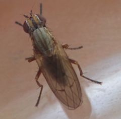Pherbellia cinerella