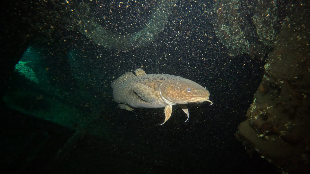 Burbot (Lota lota) — Lotidae