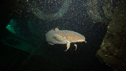 Burbot (Lota lota) — Lotidae