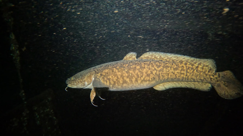 Burbot