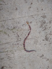 Geophis semidoliatus