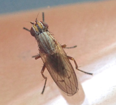 Pherbellia cinerella