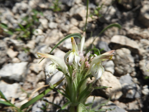Image of Castilleja mexicana by (c) Leticia Jiménez Hernández, some rights reserved (CC BY-SA)