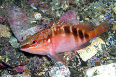 Hypoplectrodes maccullochi