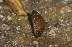 Anthanassa atronia