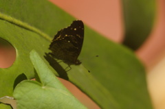 Anthanassa atronia