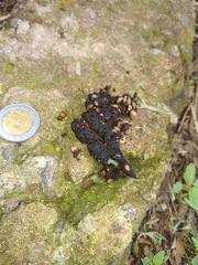 Bassariscus