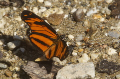 Eresia phillyra phillyra