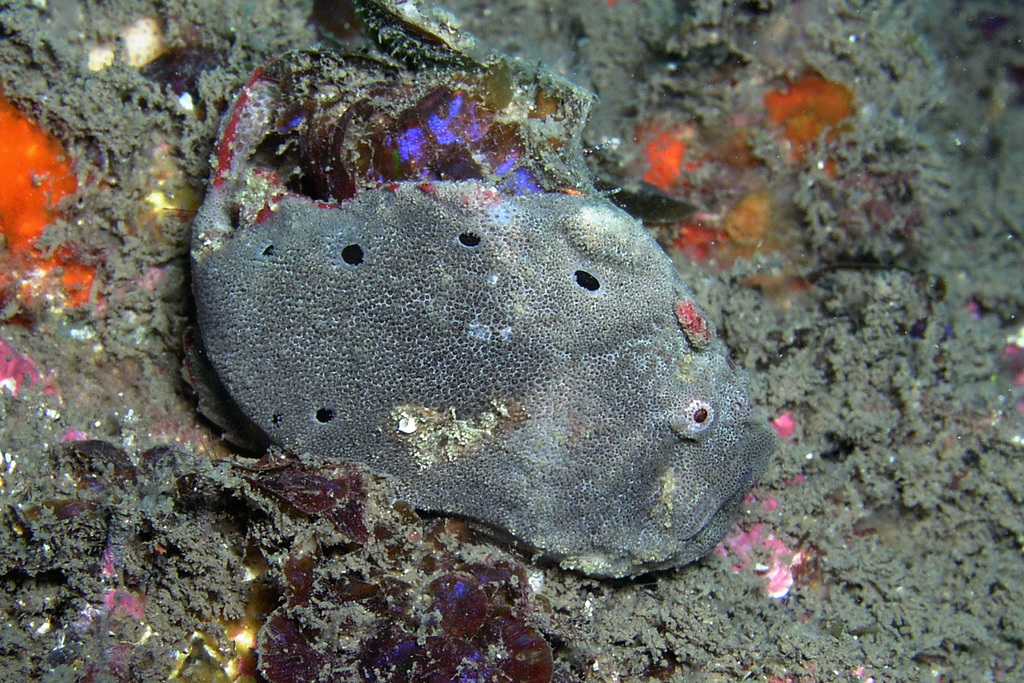 Red-Fingered Anglerfish