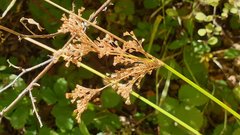 Juncus balticus ater