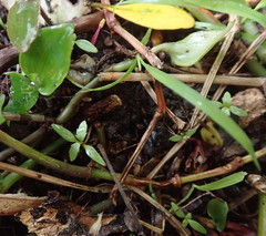 Haloragis erecta erecta