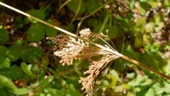 Juncus balticus ater