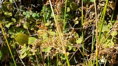 Juncus balticus ater