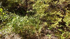 Juncus balticus ater