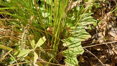 Juncus balticus ater