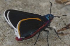 Mysoria amra