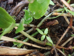 Haloragis erecta erecta