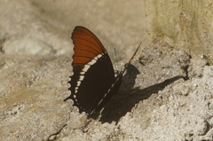 Siproeta epaphus epaphus