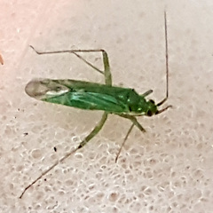 Blepharidopterus angulatus