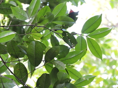 Myrciaria floribunda, photograph (c) Fabrício Mil Homens Riella, some rights reserved (CC BY)