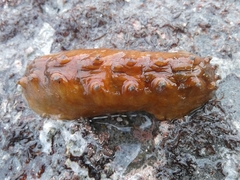 Cryptoconchus porosus