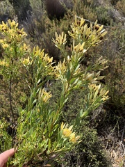 Leucadendron chamelaea