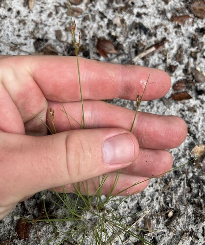 Capillary hairsedge (Bulbostylis ciliatifolia)