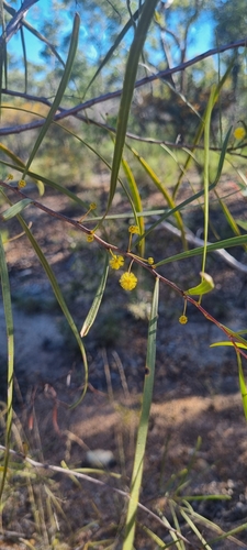 Acacia dietrichiana, 2025-07-14
