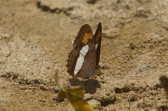 Adelpha pithys