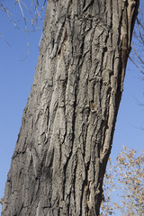 Populus deltoides wislizenii