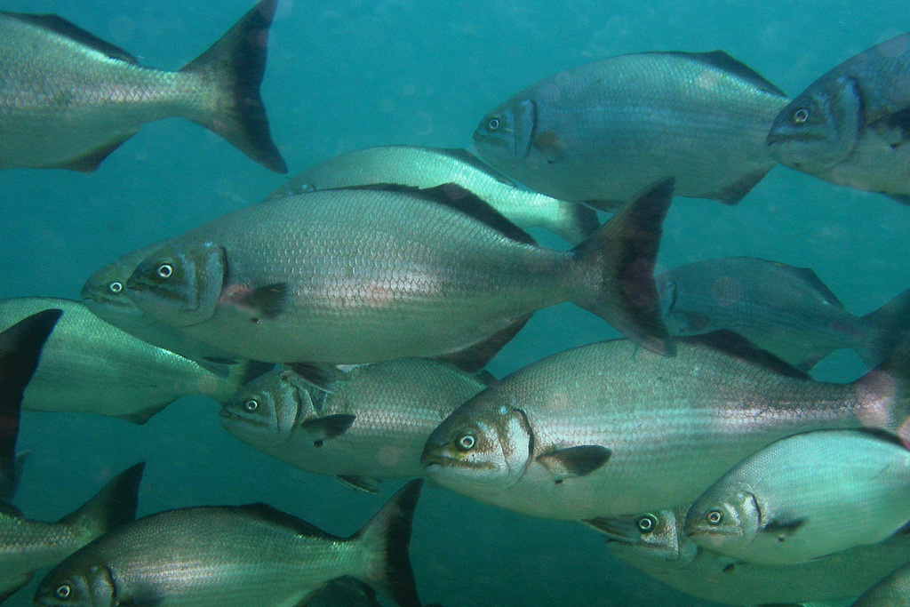 Gladius Chub