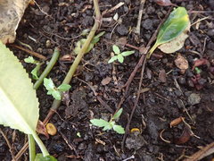 Haloragis erecta erecta