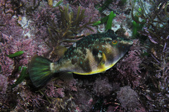 Bluespotted Toadfish photo 4