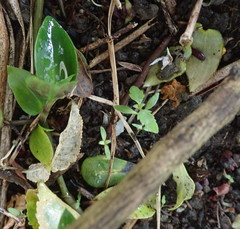 Haloragis erecta erecta