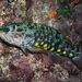 Harlequin Fish - Photo (c) Sascha, some rights reserved (CC BY-NC), uploaded by Sascha Schulz
