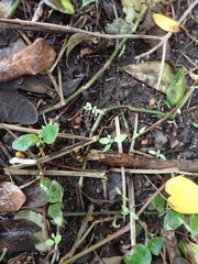 Haloragis erecta erecta