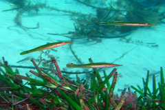 Pencil Weed Whiting photo 3