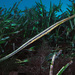 Siphonognathus argyrophanes - Photo (c) Sascha Schulz, algunos derechos reservados (CC BY-NC), uploaded by Sascha Schulz