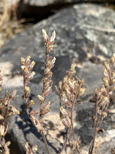 Phacelia stebbinsii observed 2025-07-11