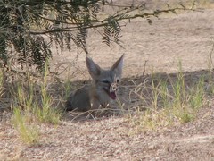 Vulpes macrotis macrotis