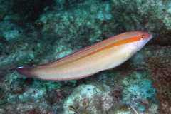 Coris auricularis