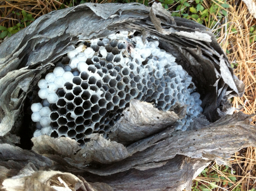 iNaturalist observation photo of Aerial Yellowjackets