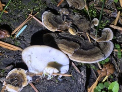 Trametes versicolor