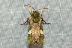 Prometopus albistigma