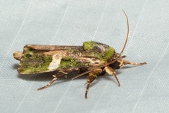 Prometopus albistigma