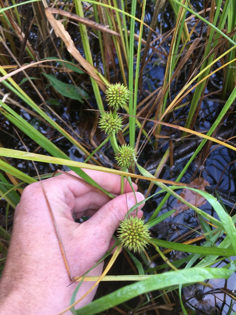 American bur-reed (ADIRONDACK RESEARCH GUIDEBOOK) · iNaturalist
