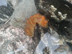 Cryptoconchus porosus