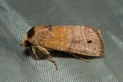 Athetis thoracica