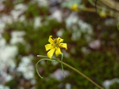 Helianthus porteri